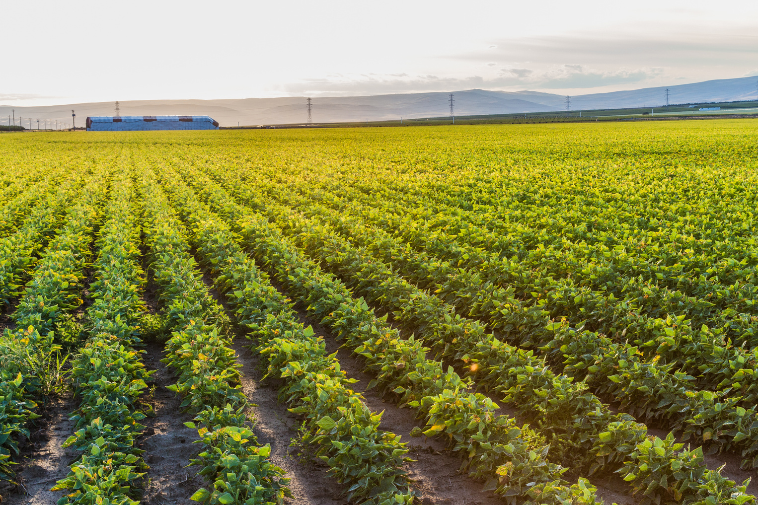 farmland